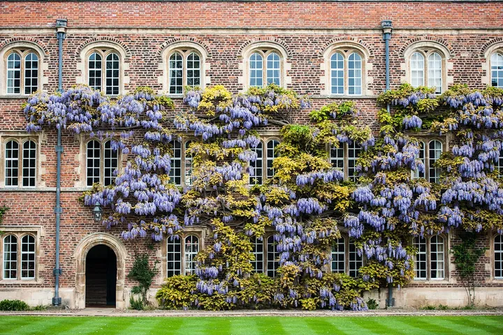 Purple wisteria flowering across the windowed facade of a Cambridge college court above a striped lawn — stock photography by Jean-Luc Benazet.